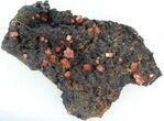 Red Vanadinite Crystals on Manganese Oxide - Morocco #38500-1